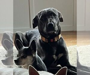 Great Dane-Unknown Mix Dogs for adoption in Westminster, MD, USA