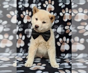 Shiba Inu Puppy for sale in DRUMORE, PA, USA