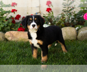 Bernese Mountain Dog Puppy for sale in MILLERSBURG, IN, USA
