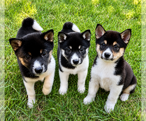 Shiba Inu Puppy for sale in FAIR HAVEN, MI, USA