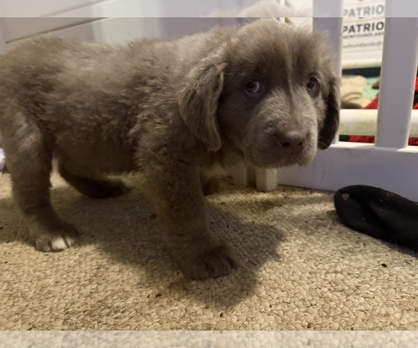 Medium Photo #4 Newfoundland Puppy For Sale in MARTINSBURG, WV, USA