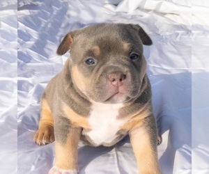 American Bully Puppy for Sale in COLLEGE STATION, Texas USA