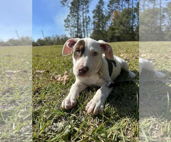 Medium Photo #1 Labrador Retriever-Unknown Mix Puppy For Sale in Tarrytown, GA, USA