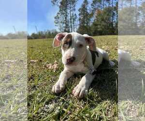 Labrador Retriever-Unknown Mix Dogs for adoption in Tarrytown, GA, USA