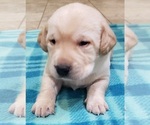 Small #16 Labrador Retriever
