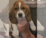 Puppy Cassie Basset Hound