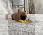 Bruno - Male French Bulldog Puppy for Sale - Photo #4