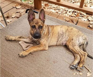 Retriever -Unknown Mix Dogs for adoption in The Woodlands, TX, USA