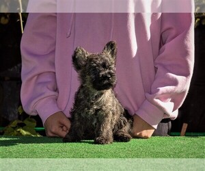 Cairn Terrier Dog for Adoption in Zarnesti, Brasov Romainia
