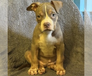 American Bully Puppy for sale in AIEA, HI, USA