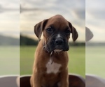 Small Photo #10 Boxer Puppy For Sale in WAUCHULA, FL, USA