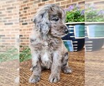 Small #4 Aussiedoodle