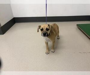 Beagle-Black Mouth Cur Mix Dogs for adoption in Corona, CA, USA