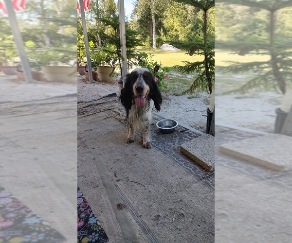 Medium Photo #1 English Springer Spaniel Puppy For Sale in GLEN SAINT MARY, FL, USA