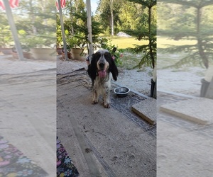 Father of the English Springer Spaniel puppies born on 08/03/2025