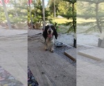 Small Photo #1 English Springer Spaniel Puppy For Sale in GLEN SAINT MARY, FL, USA