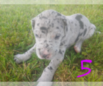 Small Photo #4 Great Dane Puppy For Sale in STOCKTON, MO, USA