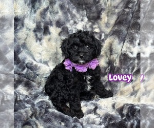 Cavapoo Puppy for sale in CAMPBELLSVILLE, KY, USA