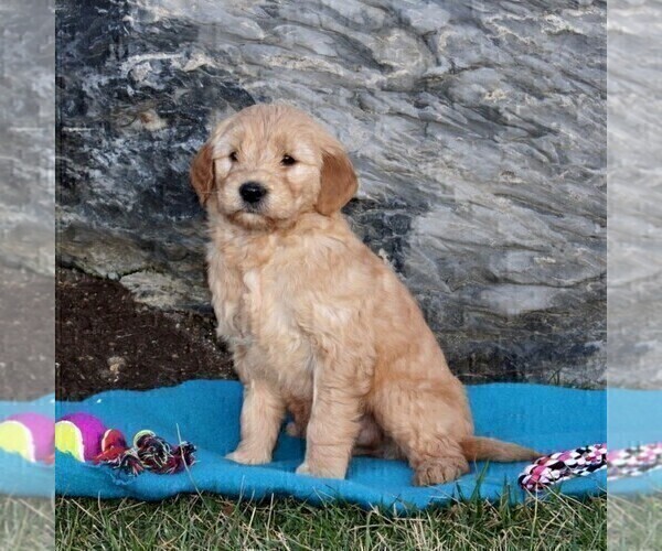 Medium Photo #5 Goldendoodle (Miniature) Puppy For Sale in STRASBURG, PA, USA