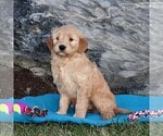 Small Photo #5 Goldendoodle (Miniature) Puppy For Sale in STRASBURG, PA, USA