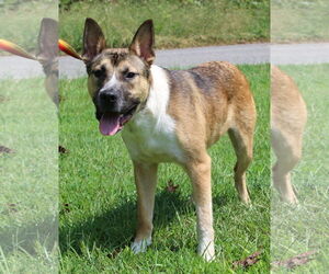 Labrador Retriever-Unknown Mix Dogs for adoption in Prattville, AL, USA