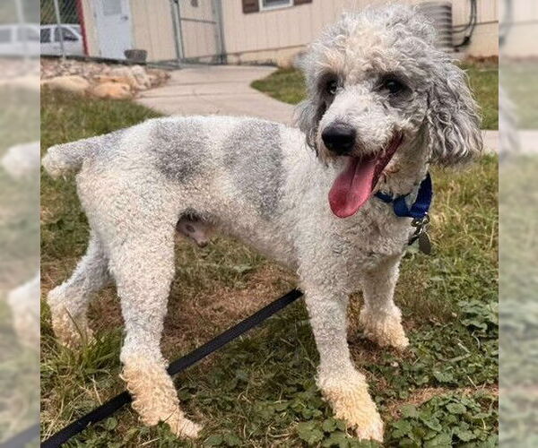 Medium Photo #1 Poodle (Miniature) Puppy For Sale in Newfoundland, PA, USA