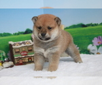 Small Photo #4 Shiba Inu Puppy For Sale in SACRAMENTO, CA, USA