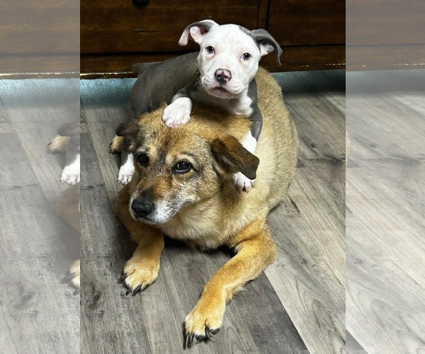 Medium Photo #7 American Staffordshire Terrier Puppy For Sale in Shreveport, LA, USA