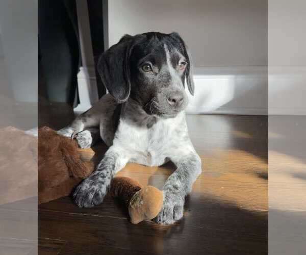 Medium Photo #13 Bluetick Coonhound-Unknown Mix Puppy For Sale in pomfret, CT, USA