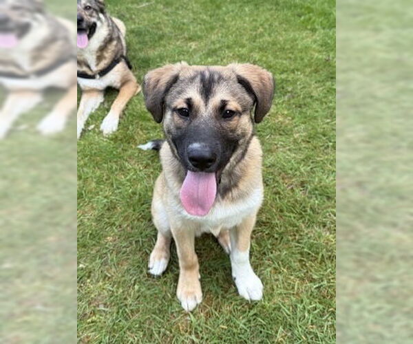 Medium Photo #3 Mutt Puppy For Sale in Bellevue, WA, USA