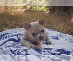Small #3 French Bulldog
