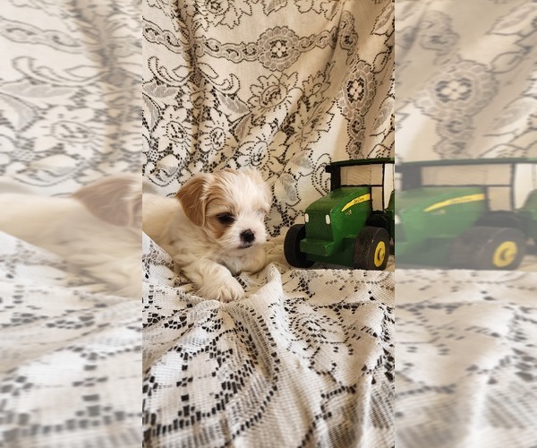 Medium Photo #19 Mal-Shi Puppy For Sale in GREENWOOD, WI, USA