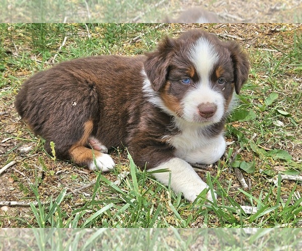 Medium Photo #1 Australian Shepherd Puppy For Sale in NELSON, VA, USA
