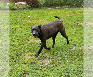 Max - Male Labrador Retriever-Unknown Mix Dog for Adoption - Photo #3