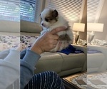 Small Photo #12 Pomeranian Puppy For Sale in MENIFEE, CA, USA