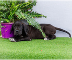 Small #5 Great Dane