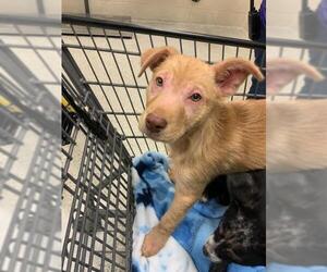 Labrador Retriever-Unknown Mix Dogs for adoption in Conroe, TX, USA