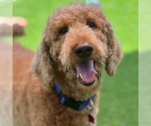 Labrador Retriever Dogs for adoption in San Diego, CA, USA