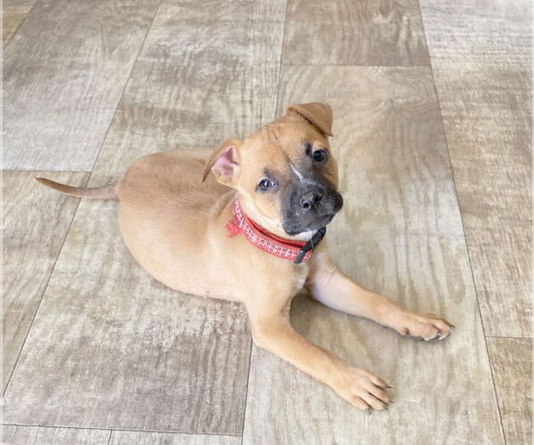 Medium Photo #1 Boxer-Unknown Mix Puppy For Sale in San Diego, CA, USA