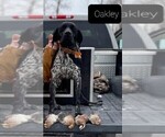 Small Photo #1 German Shorthaired Pointer Puppy For Sale in RICHMOND, MO, USA