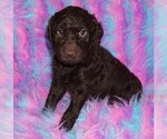 chocolate - Female Miniature Labradoodle Puppy for Sale - Small photo