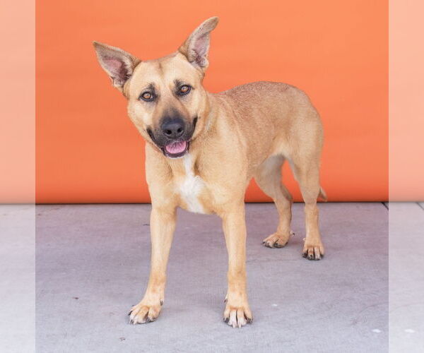 Medium Photo #3 Shepradors Puppy For Sale in Pasadena, CA, USA