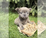 Small #3 French Bulldog