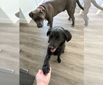 Small #4 Labrador Retriever Mix