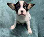 Puppy 3 Cavalier King Charles Spaniel-French Bulldog Mix