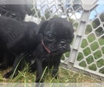 Small #4 Pug