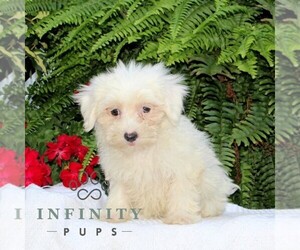 Maltese Puppy for sale in RISING SUN, MD, USA
