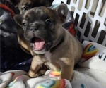 Small Photo #3 French Bulldog Puppy For Sale in LUBBOCK, TX, USA