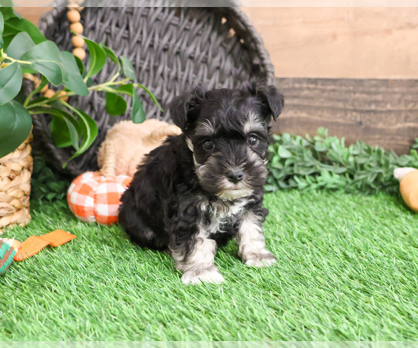 Medium Photo #5 Schnauzer (Miniature) Puppy For Sale in SYRACUSE, IN, USA