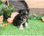 Small #4 Schnauzer (Miniature)